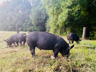 Black_pig.jpg