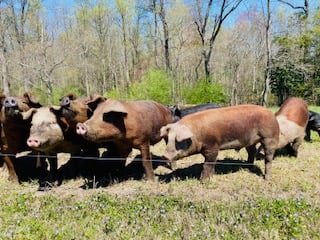 Red_Pigs.jpg